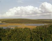 Bird's eye view overlooking orange groves.