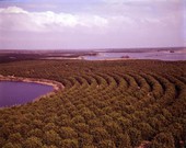 Aerial view of orange grove - Winter Garden, Florida.