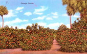 Orange groves