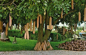 Sausage tree in Frog City, Florida.