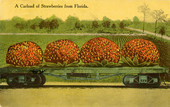 A carload of strawberries from Florida.