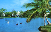 Swans in tropical Port Royal residence section of Naples.