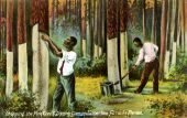 Chipping the pine tree & dipping gum on turpentine farm in Florida.