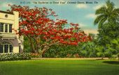 "The Erythrina or Coral Tree" - Coconut Grove, Miami, Fla.