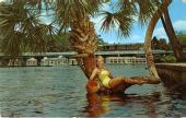 Betty Frazee posing on the lucky horseshoe palm tree at Silver Springs.