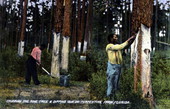 Chipping the pine tree & dipping gum on turpentine farm - Florida.