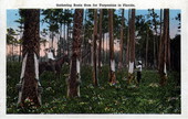 Gathering rosin gum for turpentine in Florida.