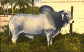 Brahman bull - Bradenton, Florida