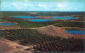 Lakes and Orange groves- Clermont, Florida