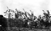 Crated tomatoes and a banana wind break at the Kobayashi farm in Yamato