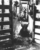 Duval County man dipping and paint marking cattle