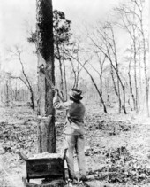 Removing scrape to make turpentine