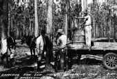Gathering raw gum for turpentine - Brooksville, Florida