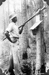 Chipping a tree to make turpentine