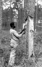 Scraping a tree to make turpentine