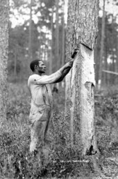 Pulling turpentine