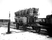 Pineapples in transport - Volusia County, Florida