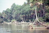 Scenic beauty of the landscape - Saint Vincent Island, Florida