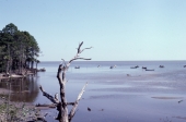 Oystering by Nine Mile bottom - Franklin County, Florida