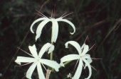 Swamp lily in Shark Valley at the park - Everglades National Park, Florida