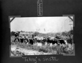 Barrels of turpentine rosin on an ox-drawn cart