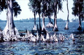 Gnarled cypress knees and towering trees rise above water of Lake Eloise - Winter Haven, Florida