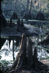 Cypress knees and trees at Fisheating Creek - Glades County, Florida