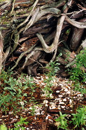 Native American shell midden on south-west end of Big Talbot Island State Park - Jacksonville, Florida .