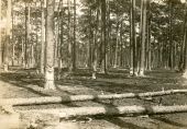 Pine trees along the Gulf, Florida & Alabama Railway Company line being tapped for turpentine.