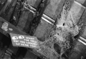 View showing a sign and cobwebs on the ceiling of a general store in Two Egg, Florida.