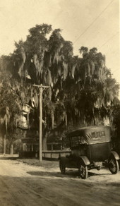A live oak covered with Spanish moss in Gainesville, Florida.