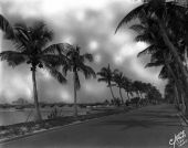 Palm-lined road in Florida.