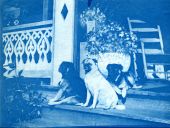 Bridge family dogs in Dade City.