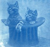 Kittens in a top hat in Dade City.