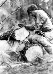 Florida Governor Bob Graham tieing steel cables around timber