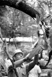 Florida Governor Bob Graham cutting away a tree limb left behind from hurricane Kate