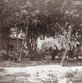 The Roberts, who migrated to Riviera from the Bahamas in 1915, sit daily under the mango trees in the back yard..