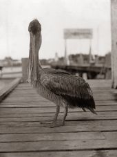 Close-up view of a pelican - Riviera Beach, Florida