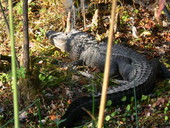 Alligator at the Edward Ball Wakulla Springs State Park