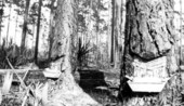 Gum catchers on pine trees near Tallahassee