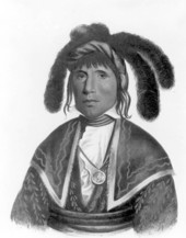 Drawing of Micanopy