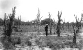 Remains of an orange grove after an 1880s freeze - Caldwell, Florida