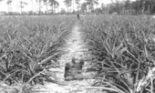 Pineapple field in Winter Haven