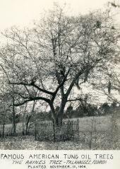 Raynes tree, once the oldest tung tree in Florida - Tallahassee, Florida