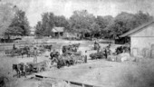 Wagons unloading cotton at the Seaboard Air Line depot - Lloyd, Florida