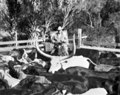 Clark Yates in his cattle pen