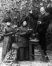 Sargent family picking oranges