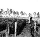 Decayed moss being strung over wires for drying