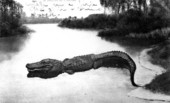 Alligator