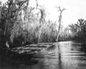 Raft of cypress logs on the Oklawaha River